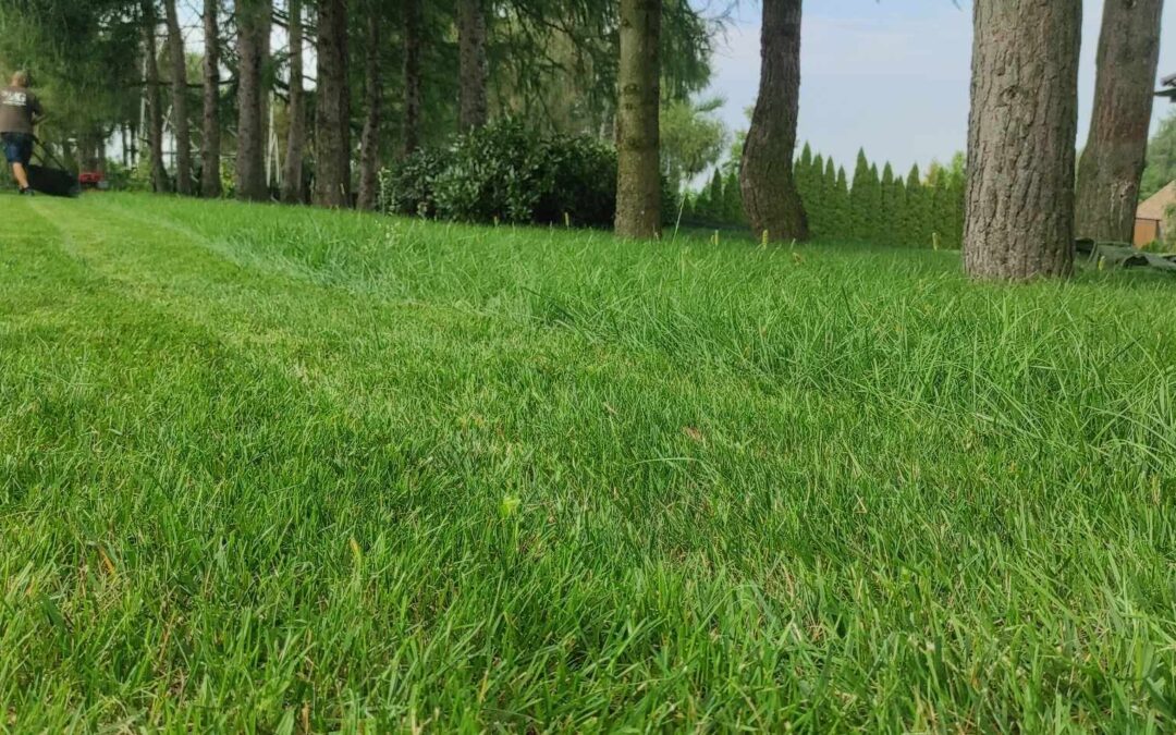 Wiosenne porządki w ogrodzie – co musisz zrobić, zanim trawa ruszy?